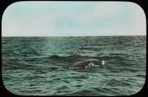 Image of Whale off Labrador